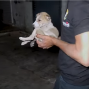 Stray Puppy With Open Fracture Wound Finally Gets The Help He Needs