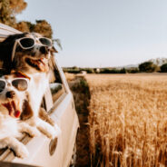 Summer Road Trips with Your Dog—What You Need to Know