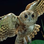 Taking a Closer Look at Owls