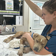 Terrified Dog Who Ran Into Maui Wildfire Survives And Is Reunited With Family