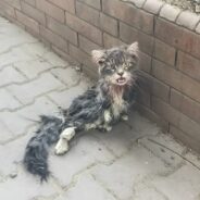 Thanks to Volunteers, This Paralyzed Cat Was Rescued from a Life on the Streets