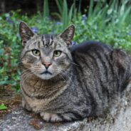 Three Feral Cat Brothers Were Captured for a TNR, One Was a Little “Different”