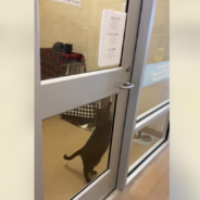 ‘Trickster’ Shelter Cat Secretly Opens Door When Staff Aren’t Watching