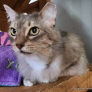 Tripod Cat Lost Her Leg Due to a Tumor, But She Hopes to Gain Her Forever Home Soon