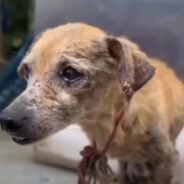 ‘Ugly’ Dog Gets Ignored on the Street until a Kind Person Comes Along