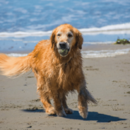 Unleash Your Dog’s Vitality: The Case for Daily Dog Supplements