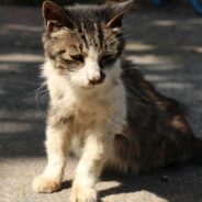 Unused COVID Meds Meant for Humans Earmarked for Cats in Cyprus as Thousands Die