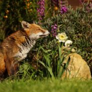 Urban Foxes Are More Daring But Not Necessarily Smarter Than Their Rural Cousins, Study Finds