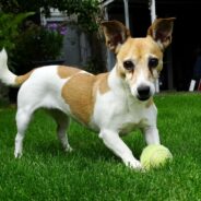 Vet Raises Health Concerns Over Dogs Playing with Tennis Balls