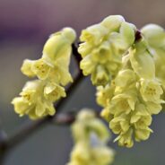 Voting for NYC’s Official Wildflower Contest is Going on Now Until Fall 2023