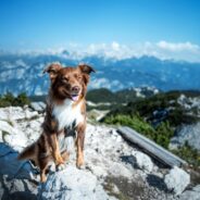 Why Choose Sustainable Fish Oil Supplements for Your Dog?