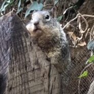 Woman Loses Her Job and Bonds with a Judgmental Squirrel