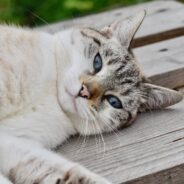 Woman Taking Dog for a Walk on a Frigid Night Finds Tiny Kitten