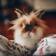 Woman Transforms Garage Into ‘Bunny Cafe’ To Help Rescue Rabbits Get Adopted