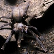 Would Tarantula Tunnels in Colorado Help the Fuzzy Arachnids & Other Wildlife?