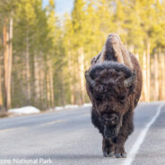 Yellowstone Bison Takes Frustration Out On Passing Vehicle