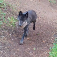 Yellowstone Wolves Captured On Video Bringing “Toys” Back To Den For Pups