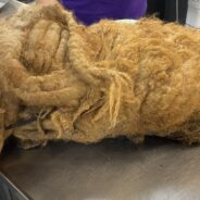 Yet Another Dog Buried in Matted Fur is Rescued & Relieved of Pounds of Excess Baggage