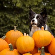 6 Reasons to Give Your Dog Pumpkin Today!