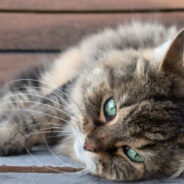 6 Ways to Improve Life for Your Senior Cat