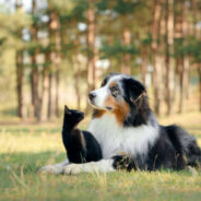 7 Natural Treatments to Help Kidney Disease in Cats and Dogs