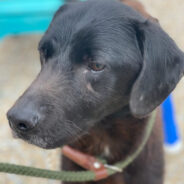 Abandoned Dog In San Diego Found Struggling To Walk As Teenagers Throw Rocks At Him