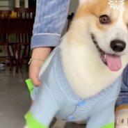 Adorable Corgi Can’t Wait to Get Dressed Every Morning