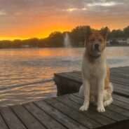 Akita Definitely Prefers ‘Sweater Weather’, But He’ll Do What it Takes to Cool Down