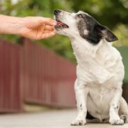 Arthritis Supplements for Dogs