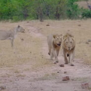 Baby Elephant Separated From Its Mother Fends Off Lions In Kruger National Park