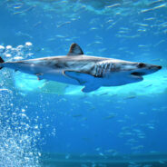 Beachgoers Become Heroes Rescuing a Stranded Mako Shark