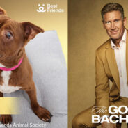 Best Friends Teams Up With ABC’s The Golden Bachelor To Give Senior Pets A Second Chance At Love