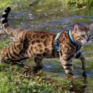 Cat Enjoys Riding on Boats and Splashing Through the Water on His Leash