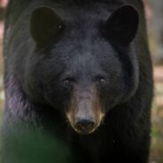 Colorado Wildlife Officers Euthanize Bear Whose Intestines Were Blocked By Trash