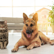 Different Causes of Lumps and Bumps in Dogs and Cats