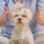 Does Your Dog Have Separation Anxiety? Reiki May Help!