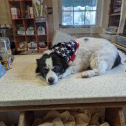 Dog Accompanies His Human to Her Retail Job, Enchants All the Customers