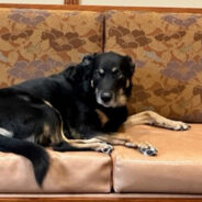 Dog Escapes Michigan Shelter Multiple Times And Sneaks Into Nearby Nursing Home, So They Adopt Him