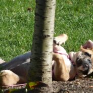 Dog Greets Everyone So Much, She’s Called The Neighborhood’s Norm From ‘Cheers’