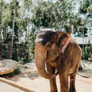 Elephant Returns Child’s Shoe in Remarkable Display of Emotion and Sensitivity