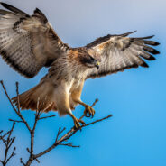 Explore the Marvel of Fall Bird Migration Across America