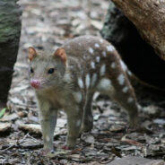 Farmer’s Unexpected Encounter Could Signal Rare Species’ Return to the Wild