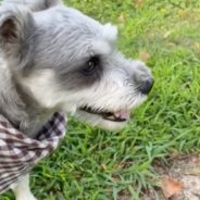 Fetch-Loving Dog Won’t Run Until Owner Says “Go,” No Matter How Many Tricky Words Are Thrown At Him