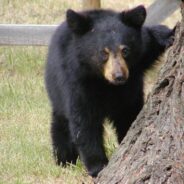 Florida Wildlife Officers Help Bear Cub Escape From a Sticky Situation