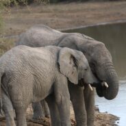 Gabon Marks Decisive Victory Over Illegal Ivory Trafficking