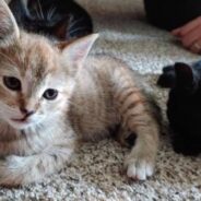 ‘Gentle, Shy’ Cat Has Been Returned Twice After Being Adopted, Hoping Third Time is the Charm