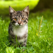 How Lawn Chemicals Affect Your Cat