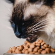 How to Feed Your Cat: Free Feeding vs Scheduled Feeding