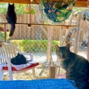 Husband and Wife Build Elaborate Catio, and Their Cats Can’t Get Enough of It