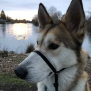 Husky Mix Finally Finds the Perfect Forever Home After Adopters Returned Him 10 Times in a Year